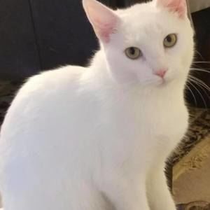 Meet your Posher, Nyla